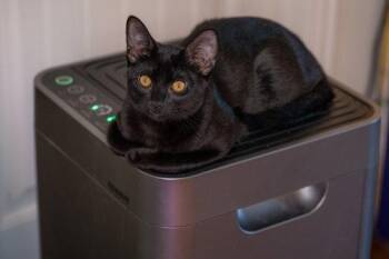 Castor -  Domestic Short Hair Cat for Adoption in Mckinney, Texas - Castor | PetCurious