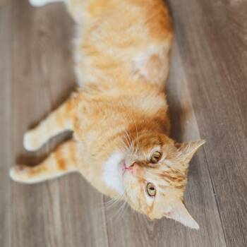 Cheddar bo -  Domestic Short Hair Cat Available for Adoption - Cheddar Bo | PetCurious
