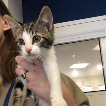 Costco -  Domestic Short Hair Cat for Adoption in Brentwood, Missouri - Costco | PetCurious