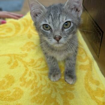 Rescue Domestic Short Hair Cats for Adoption in Fayetteville, Arkansas - Crystal | PetCurious