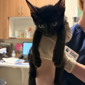 Fisher -  Domestic Short Hair Cat for Adoption in Reno, Nevada - Fisher | PetCurious