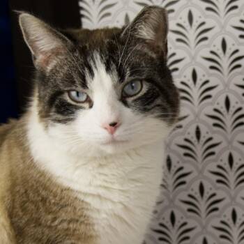 Domestic Short Hair and Siamese Cats Available for Adoption - Sammy | PetCurious