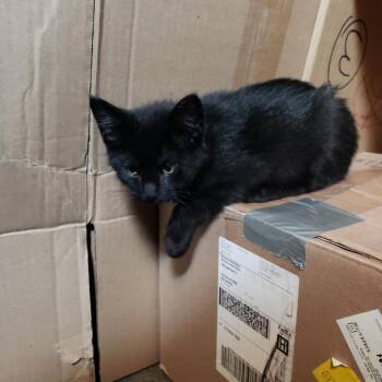 French Toast -  Domestic Short Hair Cat for Adoption in Mineral Point, Wisconsin - French Toast | PetCurious