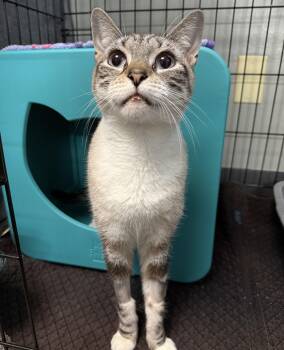 Ophelia -  Siamese Cat for Adoption in Columbus, Ohio - Ophelia | PetCurious