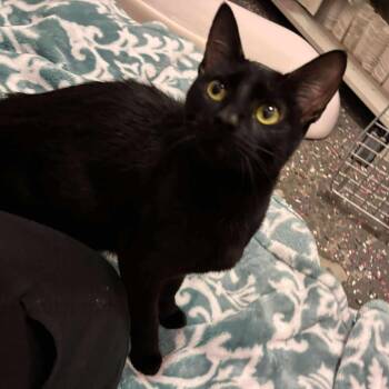 Domestic Short Hair Cats Available for Adoption in Wichita, Kansas - Raven | PetCurious