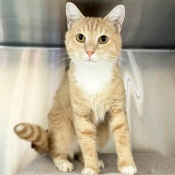 The Bakery -  Domestic Short Hair Cat for Adoption in Franklin, Tennessee - The Bakery | PetCurious