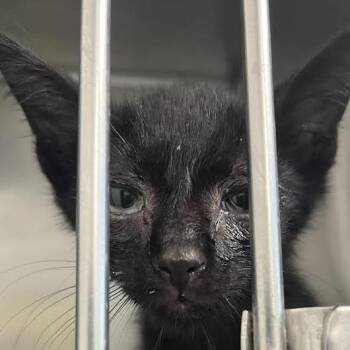 Meep Meep -  Domestic Short Hair Cat for Adoption in Dearborn, Michigan - Meep Meep | PetCurious