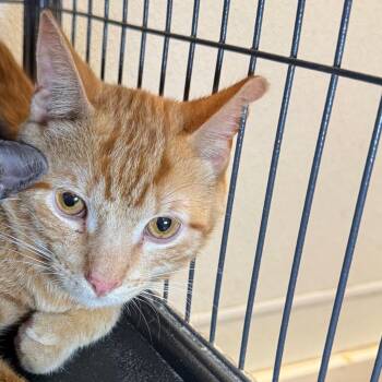 Flapjack -  Domestic Short Hair Cat Available for Adoption in Saginaw, Michigan - Flapjack | PetCurious