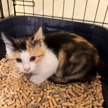 Queen -  Domestic Short Hair Cat for Adoption in Redwood City, California - Queen | PetCurious