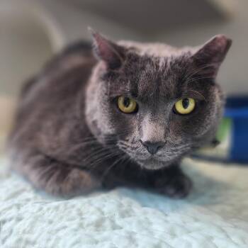 Tauro -  Domestic Short Hair Cat for Adoption in Middletown, New York - Tauro | PetCurious
