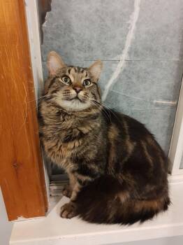 Domestic Medium Hair Cats Available for Adoption in Wakefield, Quebec - Blaze | PetCurious