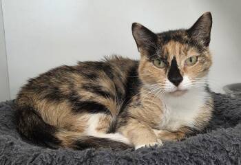 Dippin Dots -  Domestic Short Hair Cat for Adoption in INDN HBR BCH, Florida - Dippin Dots | PetCurious