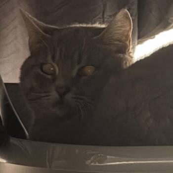 Mulan Glitter Sparkles Smokey -  Domestic Short Hair Cat for Adoption in North Canton, Ohio - Mulan Glitter Sparkles Smokey | PetCurious