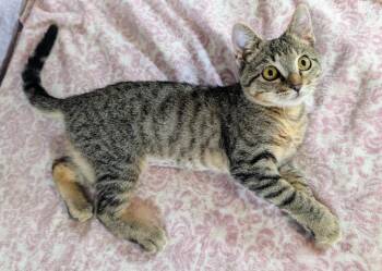 Domestic Short Hair Cats Available for Adoption - Mei | PetCurious