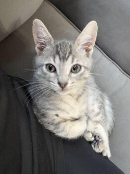 Rescue Domestic Short Hair Cats for Adoption in Laurel, Maryland - Jayfeather-Kid Friendly Snuggle Buddy | PetCurious