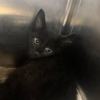 Lettuce -  Domestic Short Hair Cat for Adoption in Parrish, Alabama - Lettuce | PetCurious