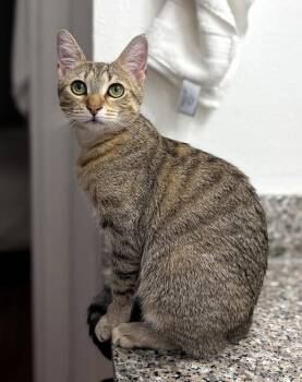 Fifi -  Domestic Short Hair and Tabby Cat for Adoption in Pompano Beach, Florida - Fifi | PetCurious