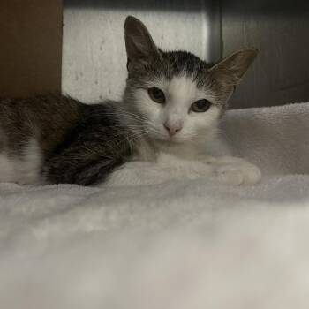 Domestic Short Hair Cats Available for Adoption in West Olive, Michigan - Pinky (Holland Cat Cove) | PetCurious