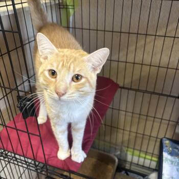Alfie -  Domestic Short Hair Cat for Adoption in Statesboro, Georgia - Alfie | PetCurious