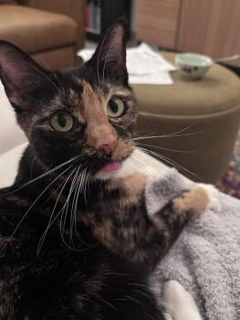 Sushi -  Domestic Short Hair Cat for Adoption in Austin, Texas - Sushi | PetCurious