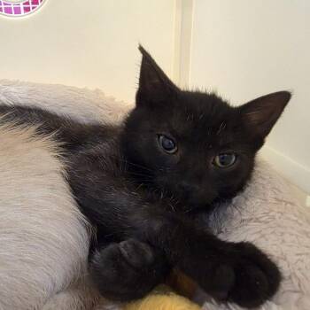 Albatross -  Domestic Short Hair Cat for Adoption in Oshkosh, Wisconsin - Albatross | PetCurious