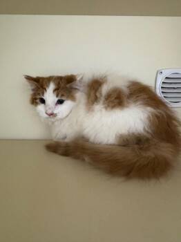 Squidward -  Domestic Long Hair Cat for Adoption in Bloomington, Indiana - Squidward | PetCurious