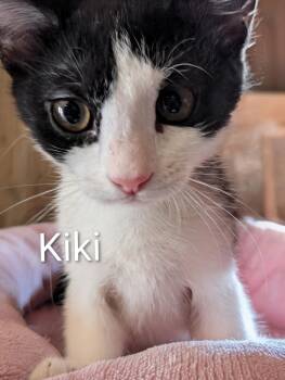 Kiki -  Domestic Short Hair Cat for Adoption in Sonora, California - Kiki | PetCurious