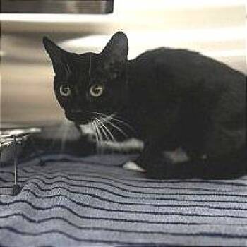 Boogie -  Domestic Short Hair Cat for Adoption in Bullhead City, Arizona - Boogie | PetCurious