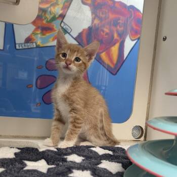 Ron -  Domestic Medium Hair Cat for Adoption in Cheyenne, Wyoming - Ron | PetCurious