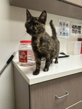 Lynn -  Domestic Short Hair Cat for Adoption in Greenfield, Indiana - Lynn | PetCurious