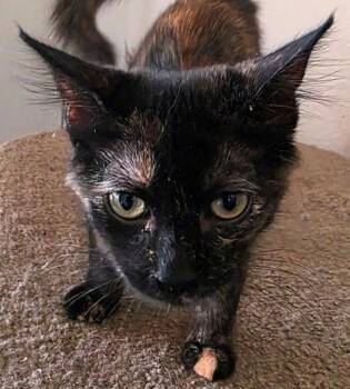 Tawny -  Domestic Medium Hair Cat for Adoption in Glendale, Arizona - Tawny | PetCurious