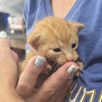 Domestic Short Hair Cats Available for Adoption in Incline Village, Nevada - Spark | PetCurious