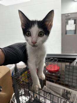 MILO -  Domestic Short Hair Cat for Adoption in Pasadena, Texas - MILO | PetCurious