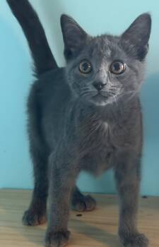Wilson -  Russian Blue Cat for Adoption in Mears, Michigan - Wilson | PetCurious