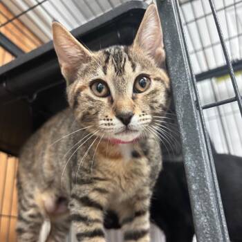 Tufts -  Domestic Short Hair Cat for Adoption in Lakeland, Florida - Tufts | PetCurious