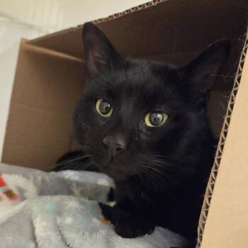 Domestic Short Hair Cats Available for Adoption - Baxter | PetCurious