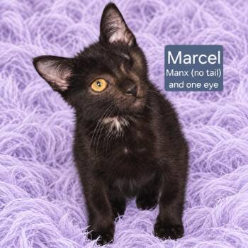 Marcel -  Manx Cat for Adoption in Quincy, Ohio - Marcel | PetCurious