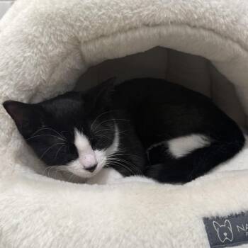Beau -  Domestic Short Hair Cat for Adoption in Bismarck, North Dakota - Beau | PetCurious