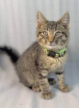 Rescue Tabby Cats for Adoption in Minneapolis, Minnesota - Ozzy | PetCurious