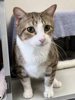 Fizz -  Domestic Short Hair Cat for Adoption in Mason, Michigan - Fizz | PetCurious
