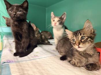 Sarah Grey -  Domestic Short Hair Cat for Adoption in Topeka, Kansas - Sarah Grey | PetCurious