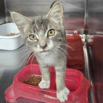 Astro -  Domestic Short Hair Cat for Adoption in Spokane, Washington - Astro | PetCurious