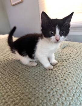 Iris -  Domestic Short Hair Cat for Adoption in North Babylon, New York - Iris | PetCurious