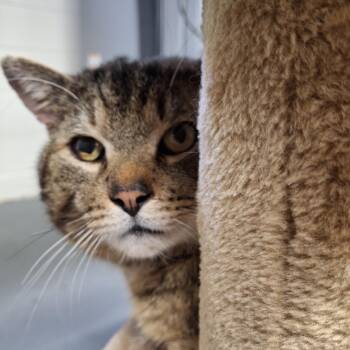 Domestic Short Hair Cats Available for Adoption in Honeoye, New York - Sir Walton | PetCurious