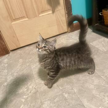 Mittens -  Domestic Medium Hair Cat for Adoption in High View, West Virginia - Mittens | PetCurious