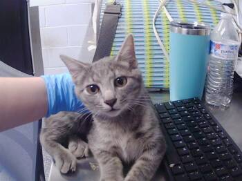FELIX -  Domestic Short Hair Cat for Adoption in Charlotte, North Carolina - FELIX | PetCurious