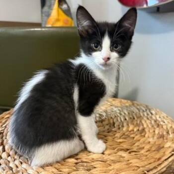 Mahi -  Domestic Short Hair Cat Available for Adoption in Talent, Oregon - Mahi | PetCurious