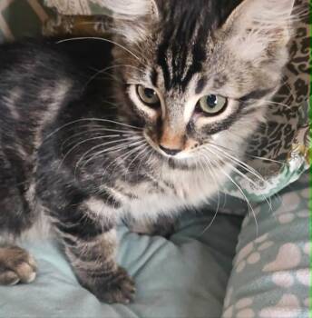 Brue Streep -  Tabby and Domestic Medium Hair Cat for Adoption in Chandler, Arizona - Brue Streep | PetCurious