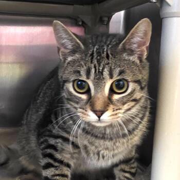 Domestic Short Hair Cats Available for Adoption - Zipper | PetCurious