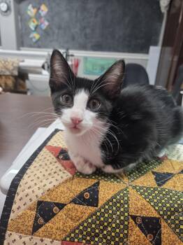 Rescue Domestic Short Hair Cats for Adoption in Schertz, Texas - Pax | PetCurious